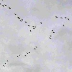 гуси прилетели - geese come back