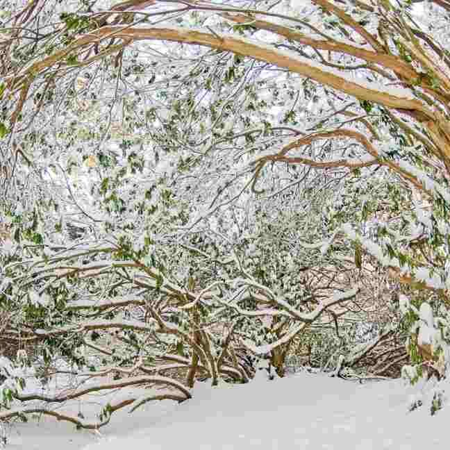 Рододендроны в снегу - случалось и такое
