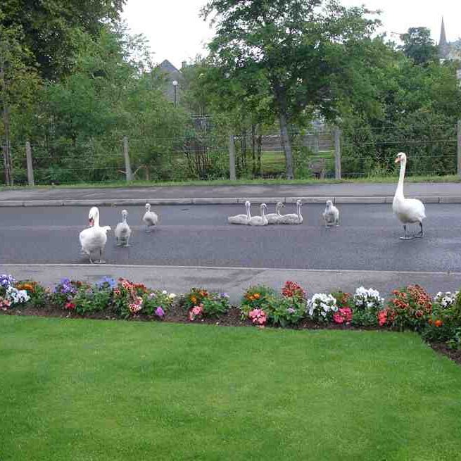 Семейство лебедей на дорогах Форреса - явление не редкое