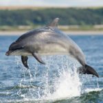 Дельфины Северного моря